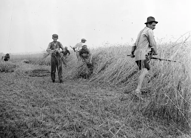 Kézi kaszás aratás marokszedővel, 1932. Berki Mária visszaemlékezésének képi párja a hangtárban.