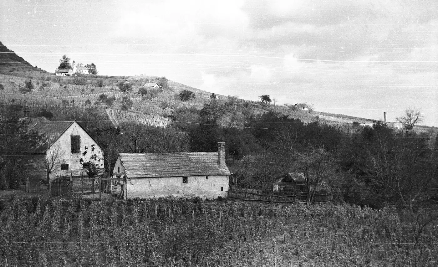 Parasztház a szőlőültetvény szélén, Somlóvásárhely, 1959 (Fortepan). Az Öreg-hegy présházai közül több ma is ilyen.